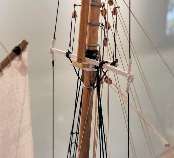 Image of bluenose